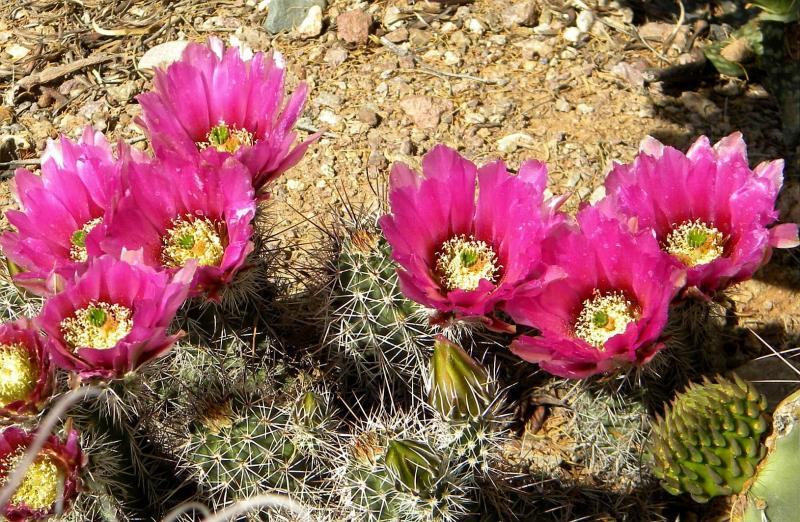 echinocereus fasciculatus.JPG