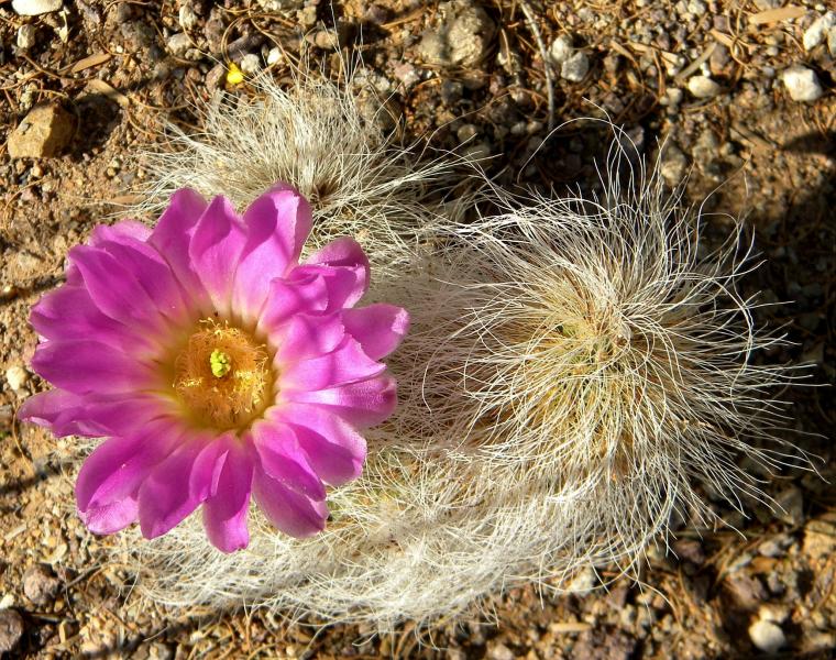 echinocereus longisetus-delaetii.JPG