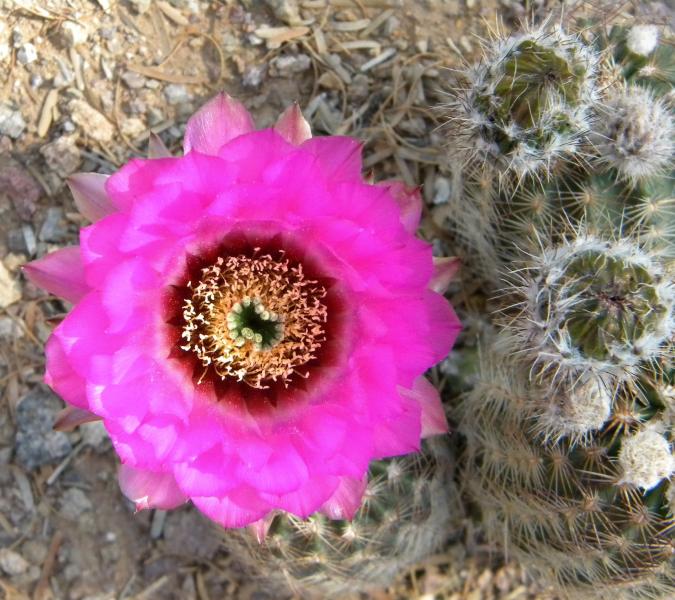 Echinocereus reichenbachii ssp. fitchii bloom.JPG