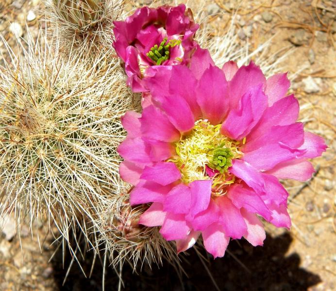 echinocereus straminus Hybrid.JPG