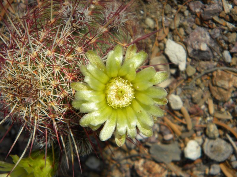 echinocereus viridiflorus bloom.JPG