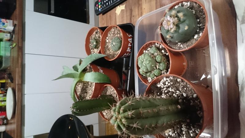 here it is when it was healthy with my other cacti (Front tray in the middle)