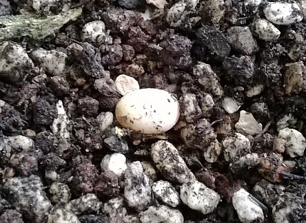 anole egg.jpg