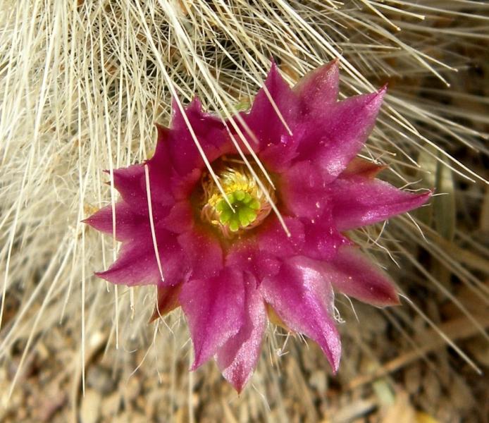 echinocereus longisetus.JPG