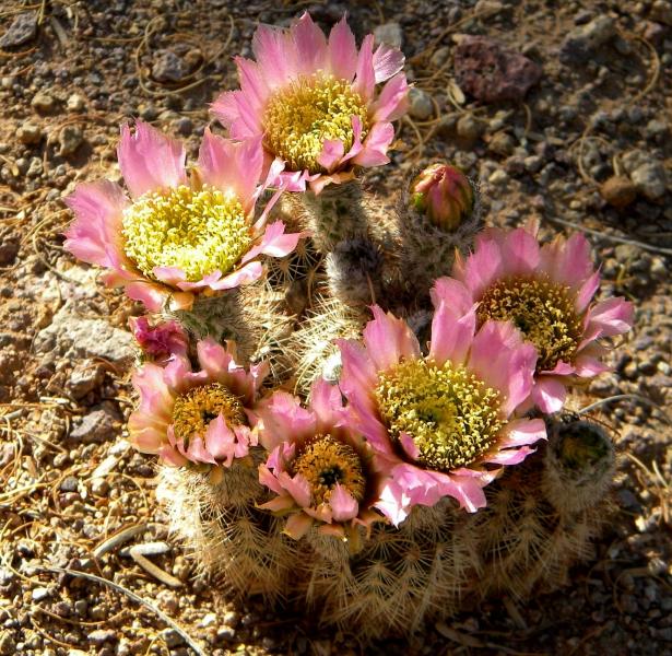 echinocereus reichenbachii.JPG