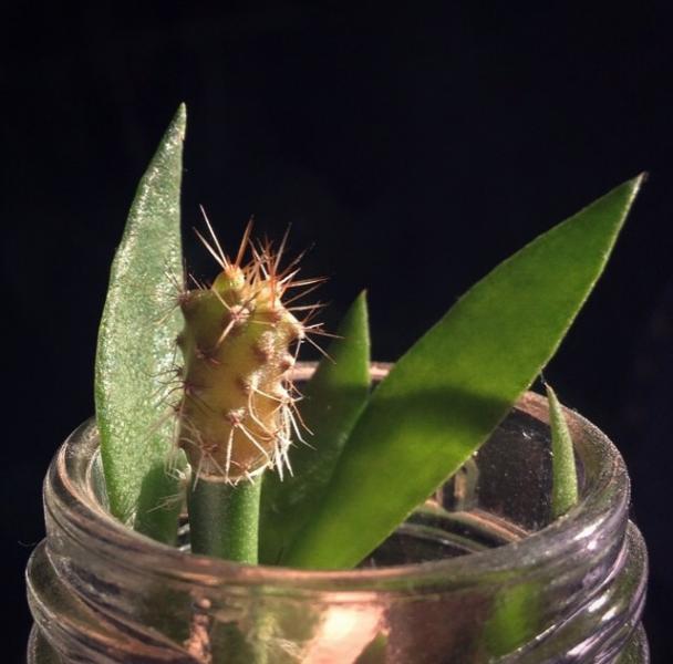 Trich hybrid on Pereskiopsis in water