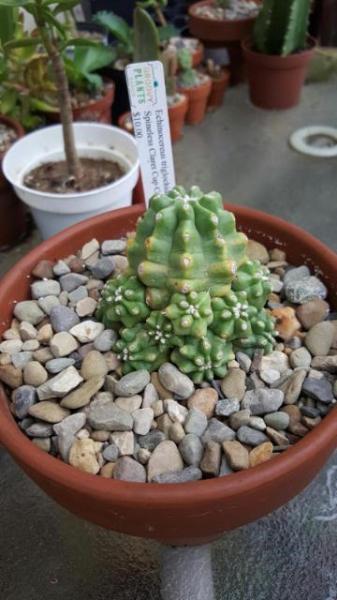 echinocereus.jpg