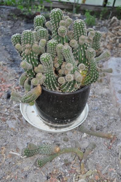 Sick\dying cactus?