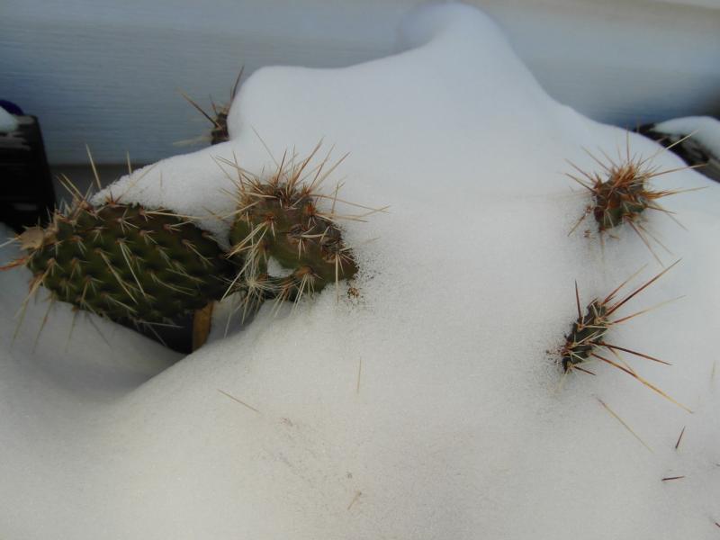 O. polyacantha, in a pot.