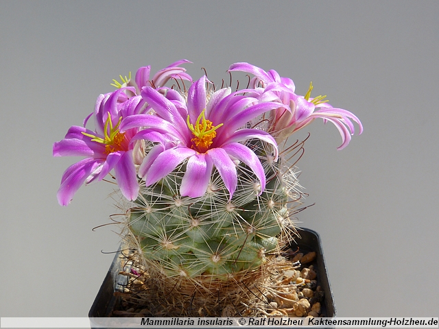 135_Mammillaria_insularis.JPG