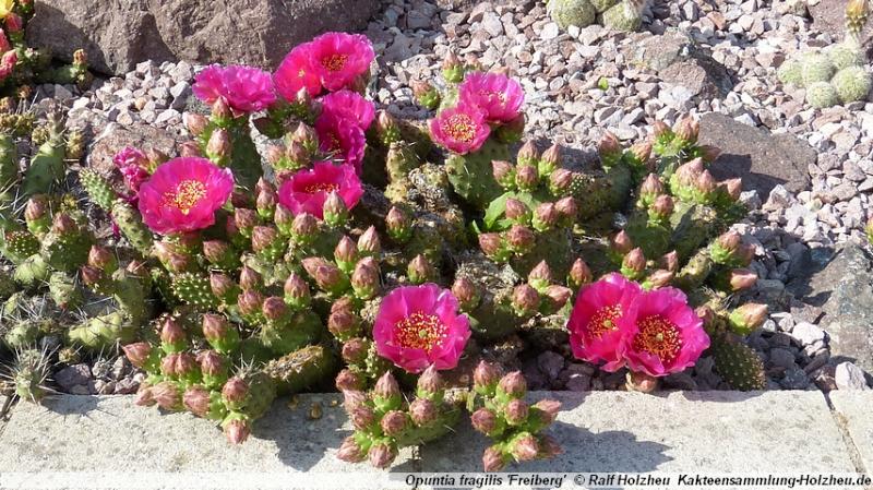 118_Opuntia_fragilis_'Freiberg'.JPG