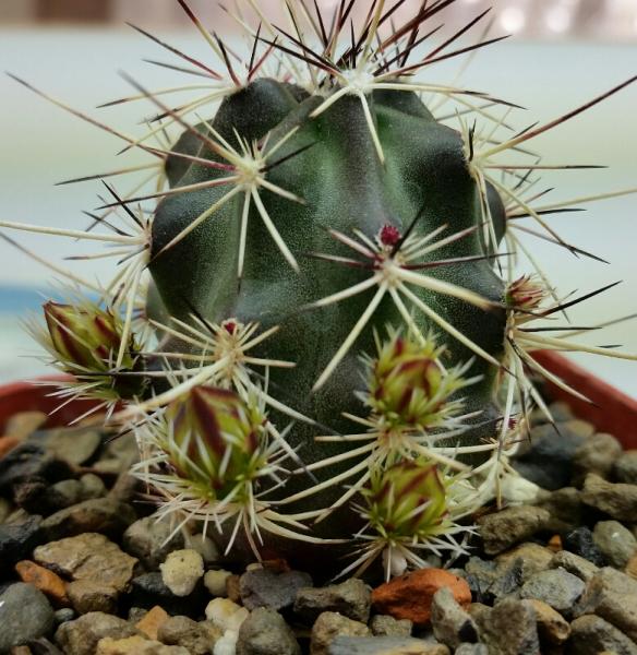 Echinocereus davisii is budding about a month earlier than normal.