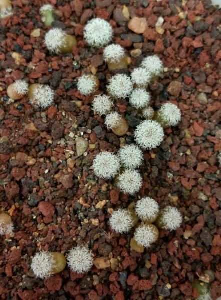 These Epithelantha micromeris probably belong in the Grown from Seed section, but here they are anyway. These guys are 3 months old.