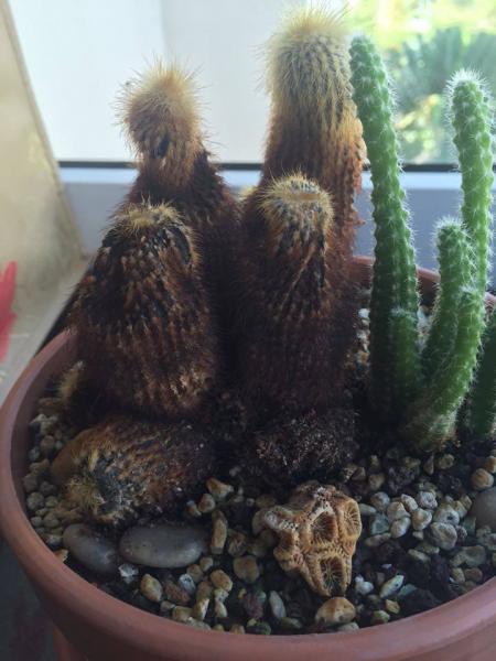 Original healthy cactus on right