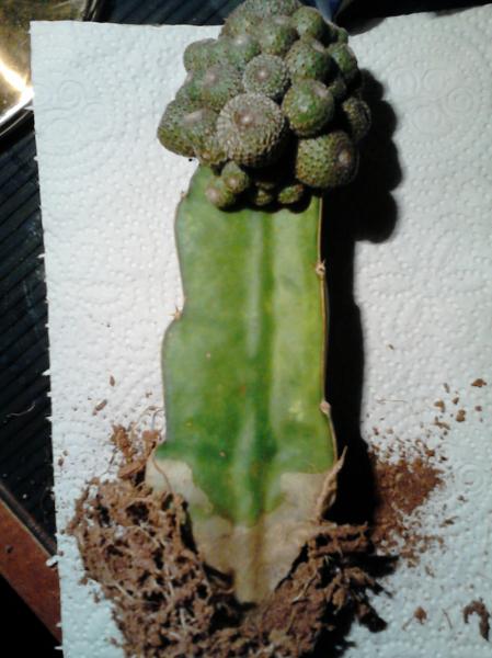 My cacti that I am trying to save