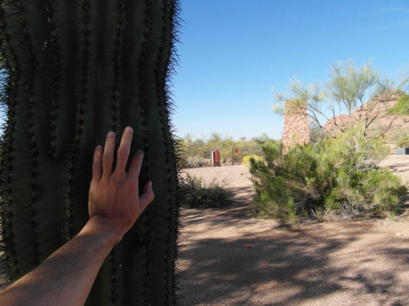 Saguaro