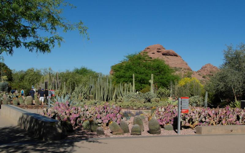 Desert Garden