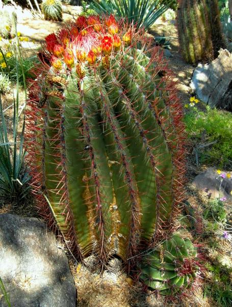 Ferocactus pilosus