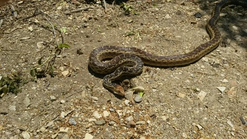 gopher snake