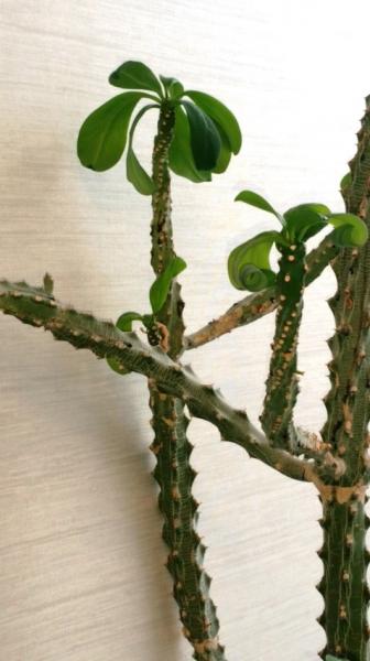 Euphorbia detail.jpg