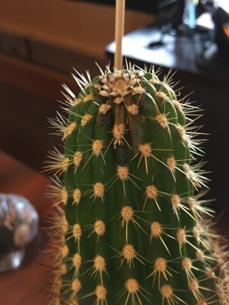 cactus.jpg