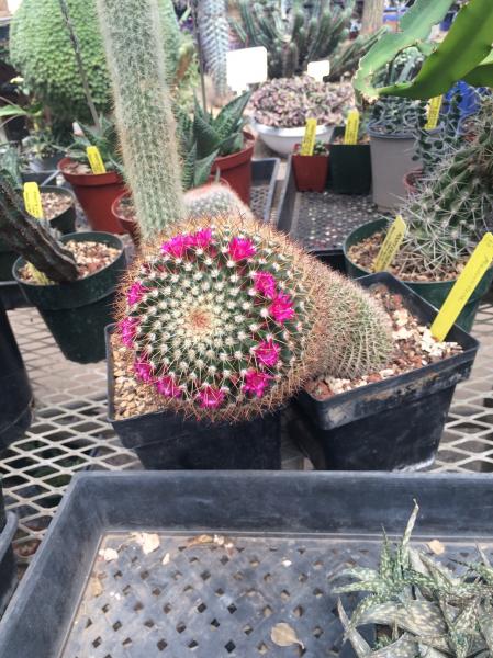 Poots Cactus Nursery- Ripon, CA