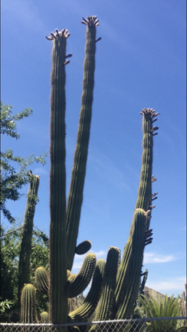 Poots Cactus Nursery