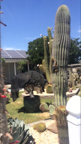 Poots Cactus Nursery