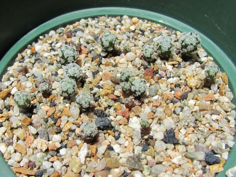 Mammillaria sanchez mejorade