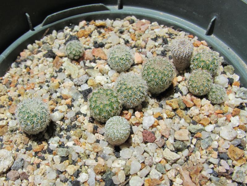 Epithelantha greggii