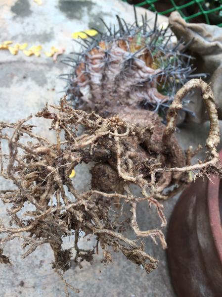 The roots visible are quite strong (not decayed from inside)... but i dont really know how a totally healthy root system of a plant this size/age should be.