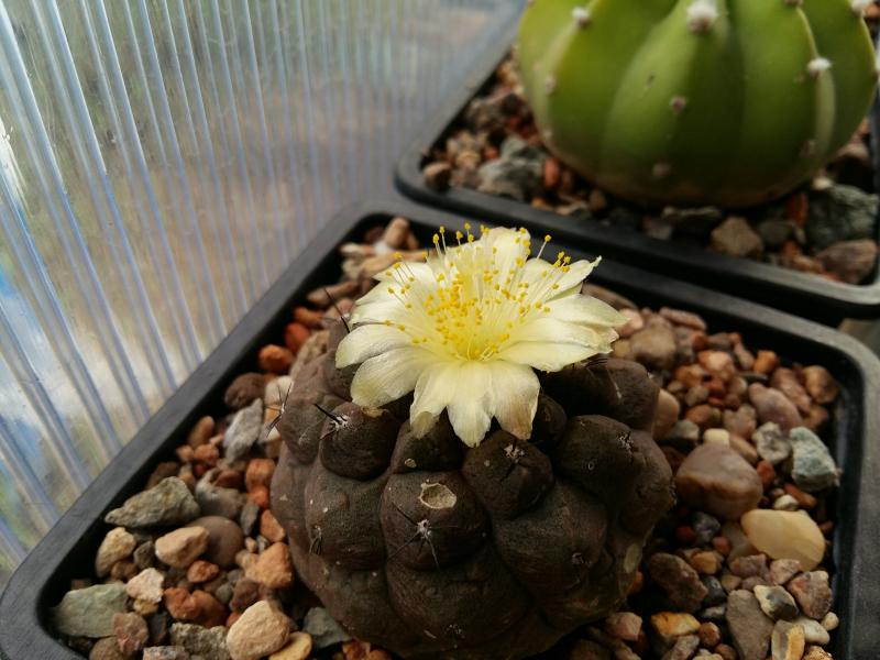 Copiapoa hypogea