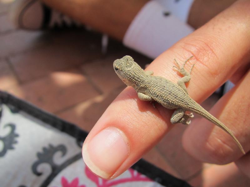 baby lizard