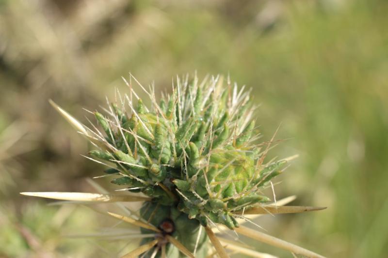 Cylindropuntia davisii