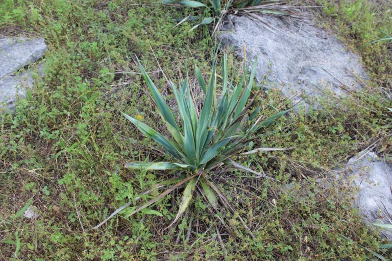 Yucca pallida