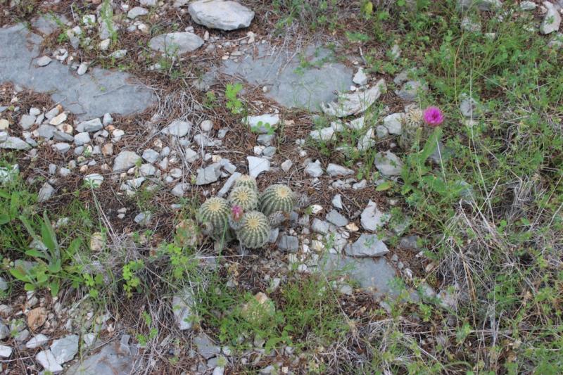 Echinocereus reichenbachii