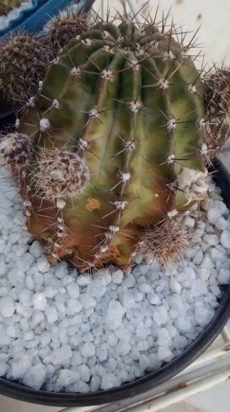 Echinopsis yellow brown from base