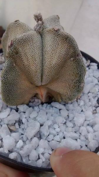 Astrophytum yellow brown from base
