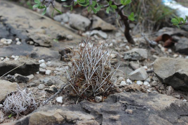 Ancistrocactus (Sclerocactus) brevihamatus