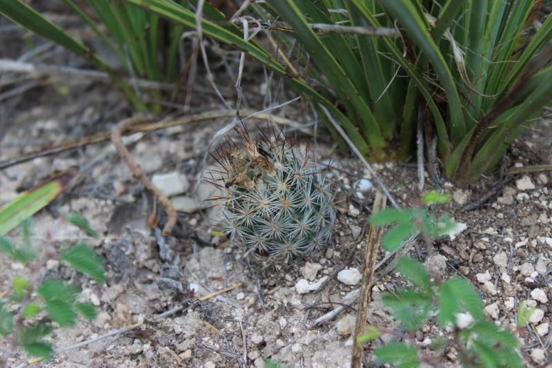 Coryphantha pottsiana