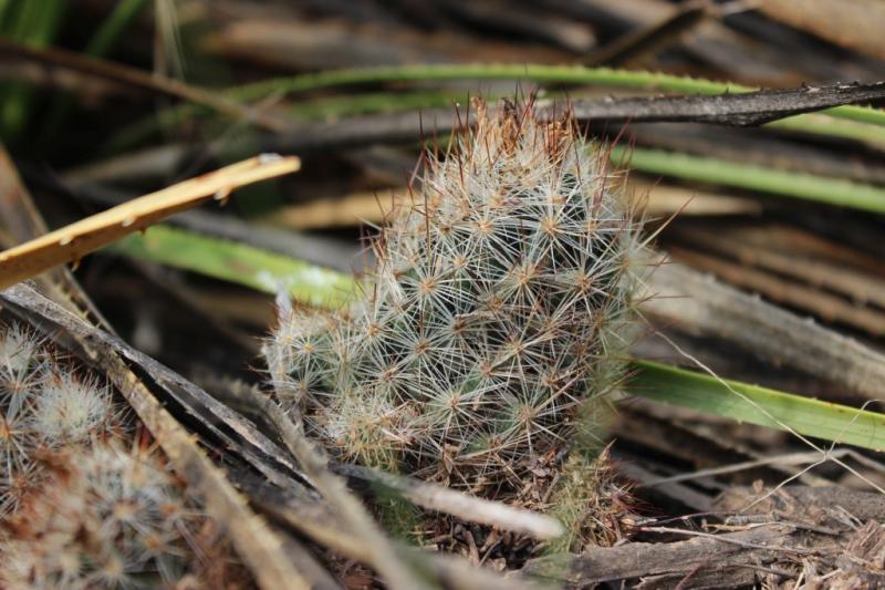 Coryphantha pottsiana