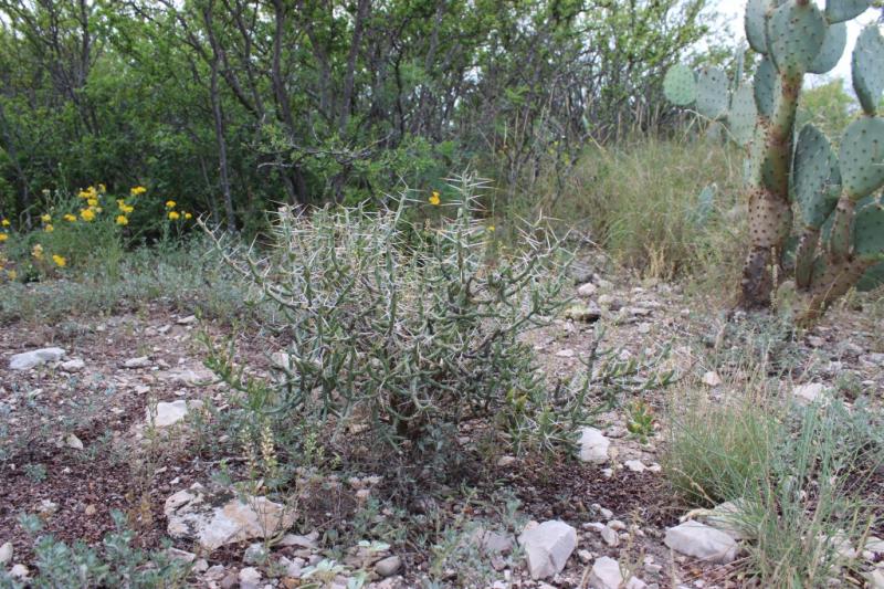 Cylindropuntia leptocaulis