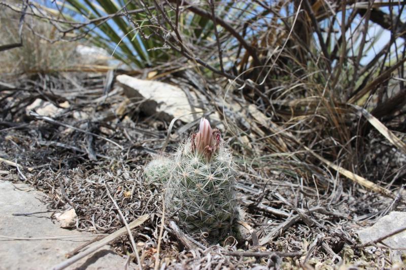 Coryphantha