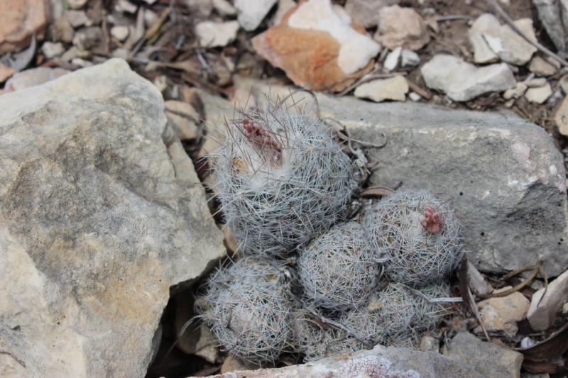 Coryphantha