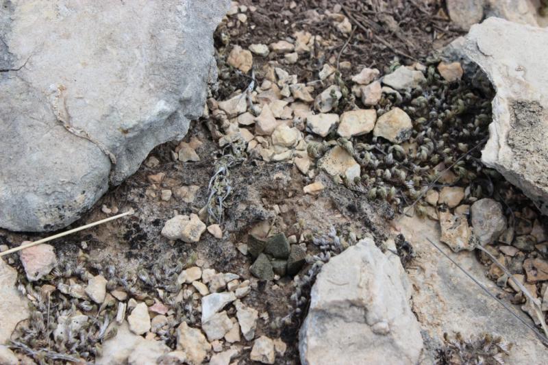 Ariocarpus fissuratus, a young one