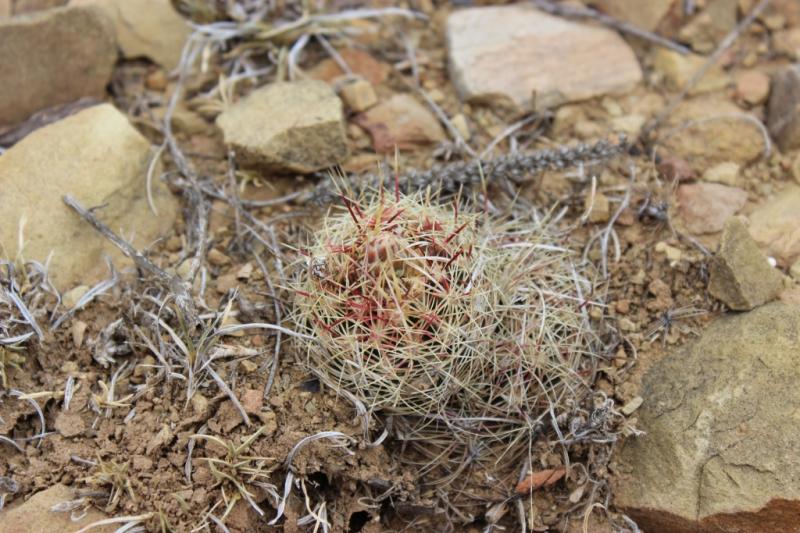 Thelocactus bicolor v. flavidispinus