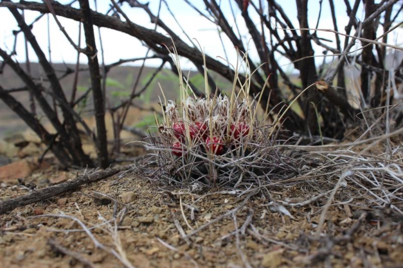 Glandulicactus uncinatus