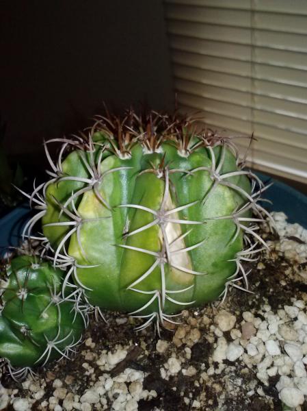 ferocactus