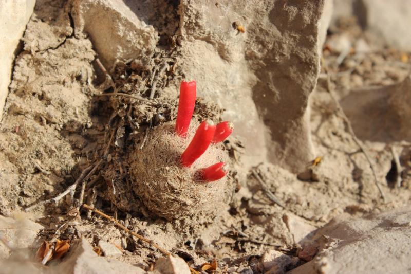 Mammillaria lasiacantha