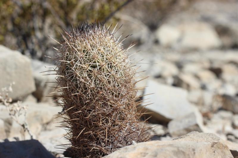 Coryphantha echinus var. robusta